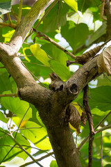an elusive Philippine frogmouth that blends really well on a tree branch and hold its posture like it is part of a tree