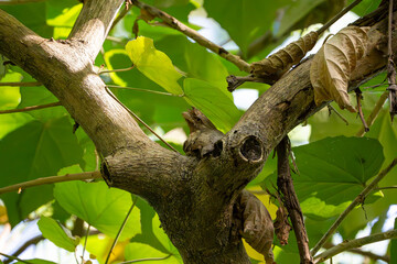 an elusive Philippine frogmouth that blends really well on a tree branch and hold its posture like it is part of a tree