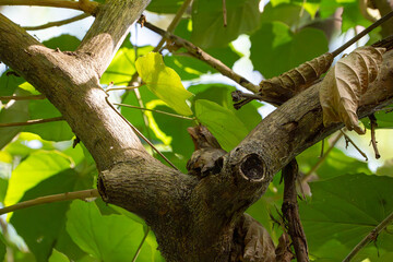 an elusive Philippine frogmouth that blends really well on a tree branch and hold its posture like it is part of a tree