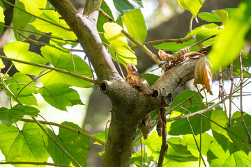 an elusive Philippine frogmouth that blends really well on a tree branch and hold its posture like it is part of a tree