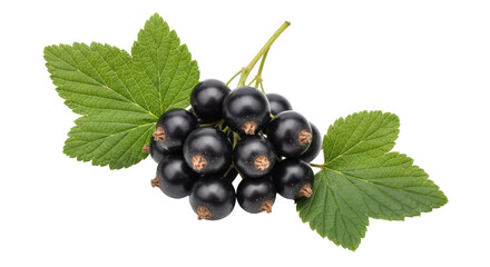 Isolated bunch of blackcurrants with leaves still on the stems against neutral backdrop