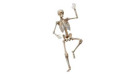 Isolated skeleton dances with arms up, bone anatomy, ribcage, cranium, skull, femur, tibia