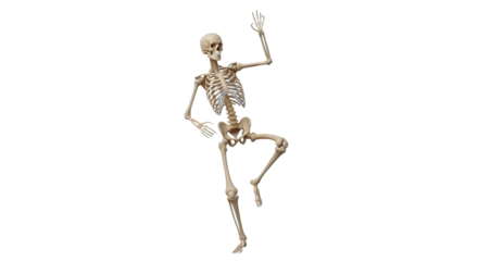 Isolated skeleton dances with arms up, bone anatomy, ribcage, cranium, skull, femur, tibia