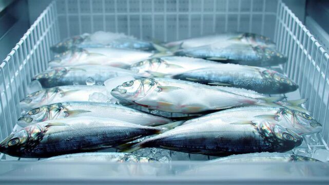 Fresh fish in a refrigerated display case for retail sales. Seafood on ice at a grocery store or market.