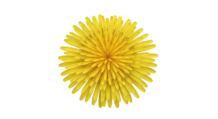 Isolated yellow dandelion flower head in full bloom, a single vibrant blossom for designs
