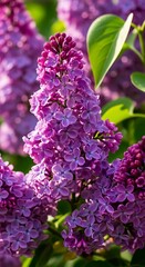 Vibrant Lilac Blossoms in Springtime Sunlight.