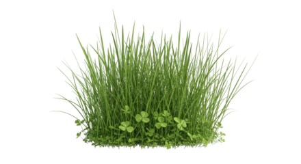 Isolated clump of fresh green grass and clover for nature themes and decorations; spring