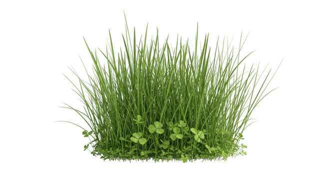 Isolated clump of fresh green grass and clover for nature themes and decorations; spring