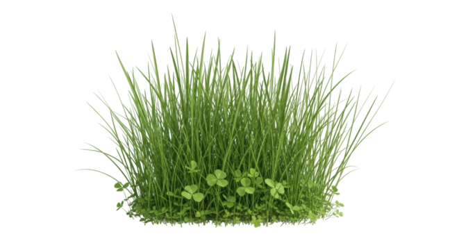 Isolated clump of fresh green grass and clover for nature themes and decorations; spring