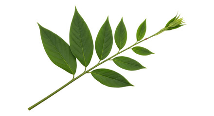 Isolated Green Foliage Twig with New Growth, Freshness and Vibrant Color, Close-up Shot