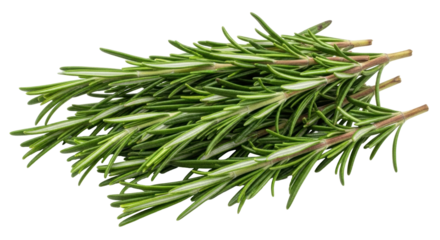 Isolated bundle of fresh rosemary sprigs ready for cooking for food photography, no background