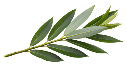 Isolated Willow branch with green leaves in springtime, detailed veins, foliage beauty