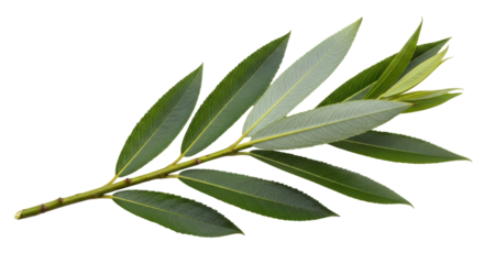 Isolated Willow branch with green leaves in springtime, detailed veins, foliage beauty