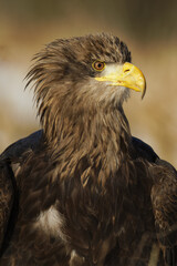 american bald eagle