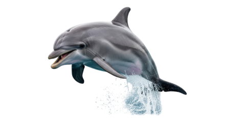 Isolated dolphin jumping out of the water with its mouth open in a happy pose, full body