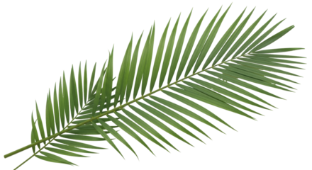 Isolated Green Palm Leaf close up, tropical fern, realistic frond, botanical beauty decor, foliage