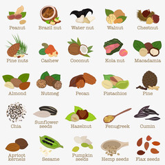 Set of illustrations Nuts and seeds. Created in a colorful flat style with clear lines.