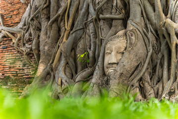 Obraz premium Close up of Buddha Head in Bodhi tree Roots at Wat Mahathat, Ayutthaya. Cinematic motion view through the grass. Thailand Historic Wonder