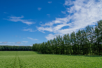 Potato field and larch forest under the summer sky