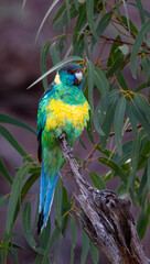 Port Lincoln Ringneck Parrot