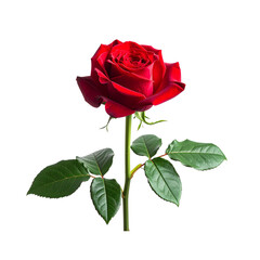 - Single Red Rose with Green Stem, Isolated on White Background