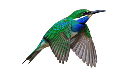 Isolated Swallow-tailed Bee-eater in Flight Bird with Colorful Plumage with Wings Spread