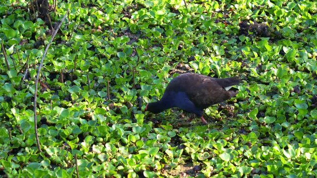 Close up shot of an Australasian Swamphen (Porphyrio melanotus) forages for the aquatic plants in a lush, green wetland environment.