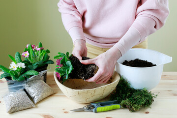 Florist at work: woman shows how to make simple decoration with primula flowers. Step by step, tutorial.