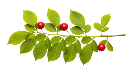 Isolated sprig of ripe red cherries on branch with green leaves in studio, fresh fruit twig