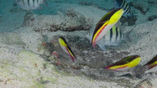 Cortez rainbow wrasses (Thalassoma lucasanum) eating and destroying a Sergeant Majors (Abudefduf saxatilis) nest. The Sergeant Major chases them off. Filmed in the Sea of Cortez, Baja California.