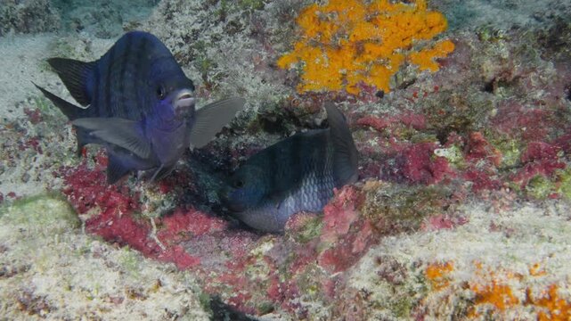 Sergeant Majors (Abudefduf saxatilis) laying eggs in a nest. Showing both male and female in their dark blue color phase. Filmed in the Sea of Cortez, Baja California.
