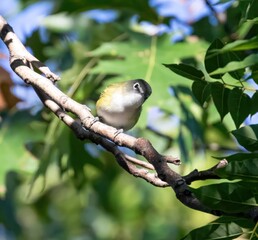 Blue-Headed Vireo