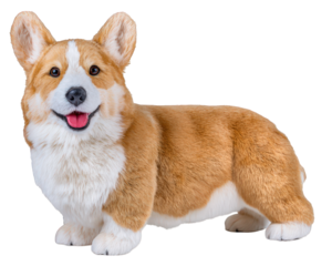 Corgi dog plush toy short legs realistic fur brown and white cute smiling soft stuffed animal isolated playful