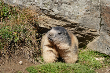 Alpine marmot resting near rocky burrow, surrounded by lush green grass and natural textures, showcasing wildlife in its natural habitat and serene environment