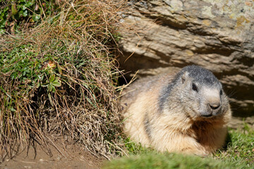 Alpine marmot resting comfortably among lush grass and rocky terrain, showcasing its natural habitat and serene environment in a picturesque mountain setting
