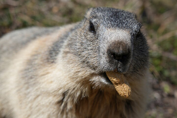 Alpine marmot eating a peanut in its natural mountain habitat