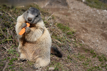 Alpine marmot sits on grassy terrain, eating a carrot, showcasing its natural behavior and charm in a mountain environment