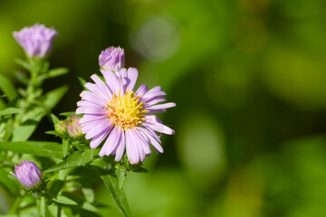 Obraz premium New england aster flower captured in macro with blurred background