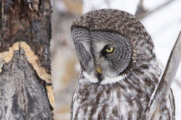 great grey owl in winter