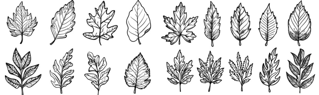Black and white silhouettes of various leaves compiled for utilization in botanical illustrations and design elements