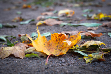  Yellow maple leaf on ground autumn close-up macro.