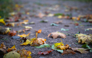 Fallen yellow dry autumn leaves on ground natural carpet.