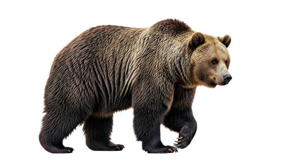 Fototapeta premium Brown Bear Full Body Isolated on White, Iconic Wild Mammal Species