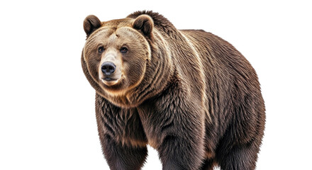Fototapeta premium Brown Bear Portrait: Thick Fur and Strong Build Isolated on White Backdrop