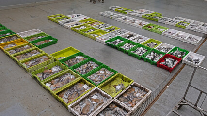 Variety of fresh fish on display at the fish market