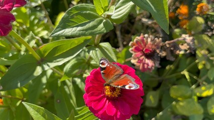 Colorful butterfly in the garden