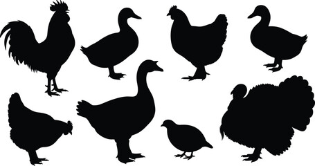 Farm and domestic bird silhouettes collection including rooster, chicken, duck, goose, turkey, and quail vector illustration for design use