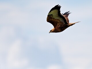 2025 Raptors Migration-A Common Buzzard migrating pass Khao Dinsor Chumphon Thailand