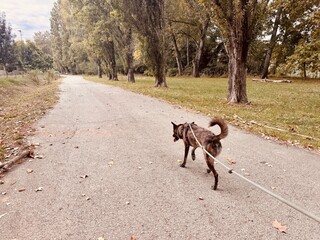 Pet Walking Along a Path by the Ter River in Early Autumn, Girona, Spain.