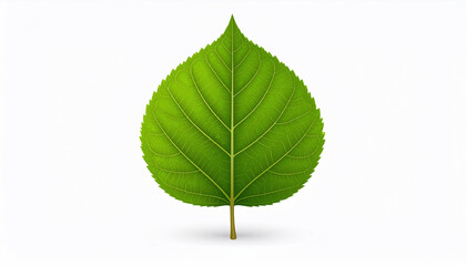 Fototapeta premium Green Leaf Isolated on White